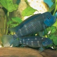 QUALITY TROPICAL FISH NEWPORT WALES