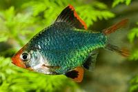 QUALITY TROPICAL FISH NEWPORT WALES