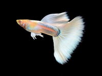 QUALITY TROPICAL FISH NEWPORT WALES