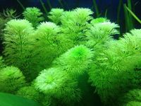 QUALITY TROPICAL FISH NEWPORT WALES