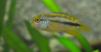 QUALITY TROPICAL FISH NEWPORT WALES