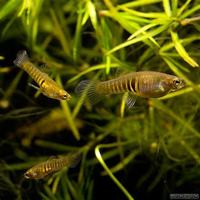 QUALITY TROPICAL FISH NEWPORT WALES