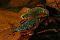 BACK IN STOCK Celestial Pearl Danio / Galaxy Rasbora