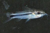 Pygmy corydoras. Back In Stock