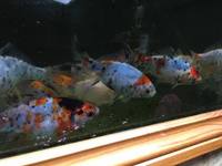 OUR POND SECTION IS NOW OPEN. KOI, GOLDFISH, STURGEON, PONDFISH, WATER LILIES AND POND PLANTS.