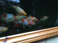 OUR POND SECTION IS NOW OPEN. KOI, GOLDFISH, STURGEON, PONDFISH, WATER LILIES AND POND PLANTS.