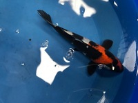 OUR POND SECTION IS NOW OPEN. KOI, GOLDFISH, STURGEON, PONDFISH, WATER LILIES AND POND PLANTS.