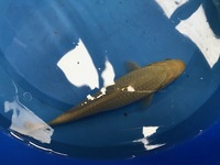 OUR POND SECTION IS NOW OPEN. KOI, GOLDFISH, STURGEON, PONDFISH, WATER LILIES AND POND PLANTS.