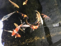 OUR POND SECTION IS NOW OPEN. KOI, GOLDFISH, STURGEON, PONDFISH, WATER LILIES AND POND PLANTS.