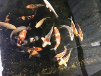 OUR POND SECTION IS NOW OPEN. KOI, GOLDFISH, STURGEON, PONDFISH, WATER LILIES AND POND PLANTS.