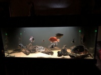 Tank Clearout - Cichlids, Catfish and L numbers