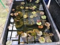 OUR POND SECTION IS NOW OPEN. KOI, GOLDFISH, STURGEON, PONDFISH, WATER LILIES AND POND PLANTS.