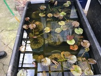 WATER LILIES ONLY £12.95 FROM CHILTON AQUATICS. POTTED AND HOME GROWN LILIES NOT IMPORTS.