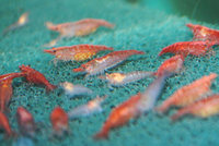 Red Cherry Shrimp For Sale