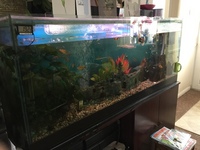 large tank and fish free to good home Exeter Devon