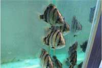 Northern Thailand tiger fish for sale in Leeds