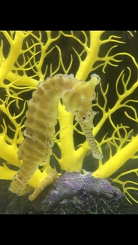 Pair of elongatus Seahorse