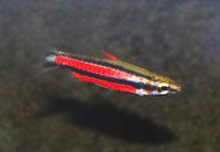 Purple Pencil Fish Nannostomus rubrocaudatus