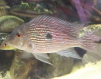 NOW SOLD--1.5 years old breeding pair Geophagus pindare(4-6inch) x 2---ono £45for both or make me an offer--Leeds