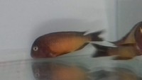 Joblot of tropheus for sale. Priced to clear