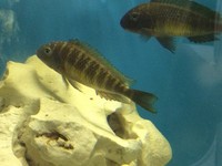 Joblot of tropheus for sale. Priced to clear