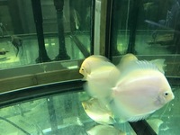 THE BEST VALUE AND QUALITY DISCUS FROM CHILTON AQUATICS. BIGGER SIZES AT BETTER PRICES.