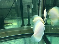 THE BEST VALUE AND QUALITY DISCUS FROM CHILTON AQUATICS. BIGGER SIZES AT BETTER PRICES.