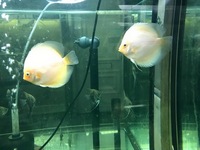 THE BEST VALUE AND QUALITY DISCUS FROM CHILTON AQUATICS. BIGGER SIZES AT BETTER PRICES.