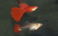 Full Red Abino Guppy. PAIRS