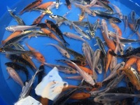 KOI 2 TO 3 inches £3.25 5 FOR £15 3 TO 4 inches £5.95 5 FOR £25 LOADS IN STOCK AT CHILTON AQUATICS