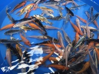 KOI 2 TO 3 inches £3.25 5 FOR £15 3 TO 4 inches £5.95 5 FOR £25 LOADS IN STOCK AT CHILTON AQUATICS