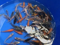 KOI 2 TO 3 inches £3.25 5 FOR £15 3 TO 4 inches £5.95 5 FOR £25 LOADS IN STOCK AT CHILTON AQUATICS