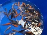 KOI 2 TO 3 inches £3.25 5 FOR £15 3 TO 4 inches £5.95 5 FOR £25 LOADS IN STOCK AT CHILTON AQUATICS