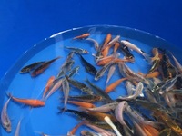 KOI 2 TO 3 inches £3.25 5 FOR £15 3 TO 4 inches £5.95 5 FOR £25 LOADS IN STOCK AT CHILTON AQUATICS