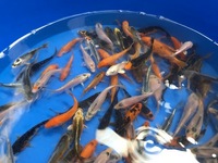 KOI 2 TO 3 inches £3.25 5 FOR £15 3 TO 4 inches £5.95 5 FOR £25 LOADS IN STOCK AT CHILTON AQUATICS