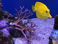 Coral Frag and Colonies for Sale
