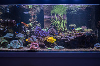 Marine/ Fresh Water Aquarium Fish tank with Weir and sump by ND Aquatics