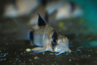 Panda Corydoras For Sale