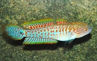 Tateurndina ocellicauda Peacock Goby for Sale