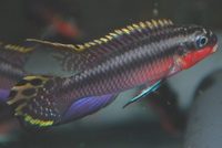 Pairs of Nigerien Red Kribensis For Sale