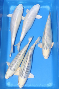 JAPANESE KOI IN STOCK AT CHILTON AQUATICS.