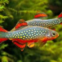 Fish delivery uk