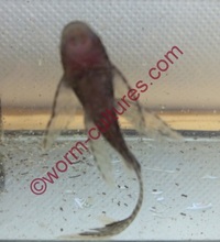 Longfin Brown Bristlenose/Ancistrus