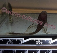 Longfin Brown Bristlenose/Ancistrus