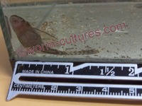 Longfin Brown Bristlenose/Ancistrus