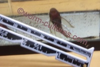 Longfin Brown Bristlenose/Ancistrus