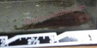 Standard Fin Brown Bristlenose young (from Longfin parents)