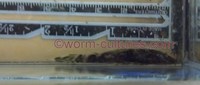 Standard Fin Brown Bristlenose young (from Longfin parents)