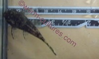 Standard Fin Brown Bristlenose young (from Longfin parents)