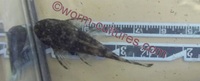 Standard Fin Brown Bristlenose young (from Longfin parents)
